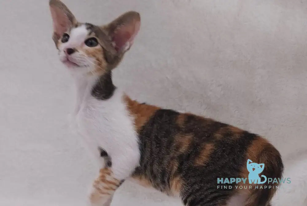 Esme Oriental Shorthair female black tortie bicolour spotted tabby live animals