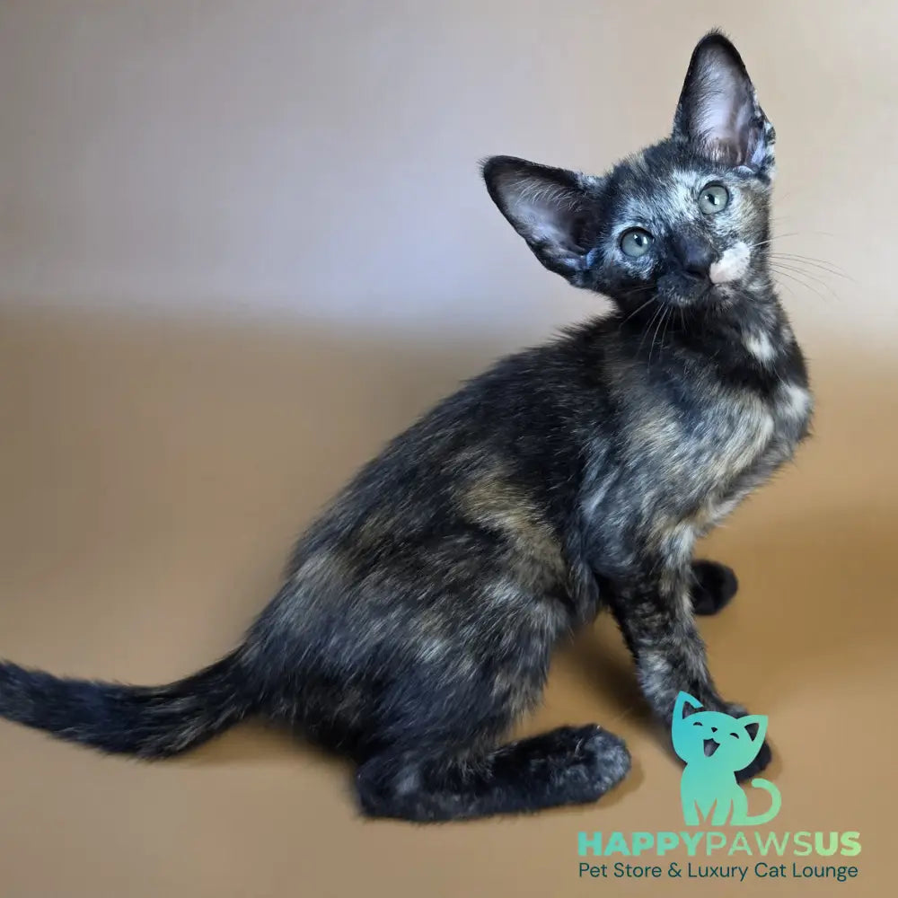 Esmeralda Oriental Shorthair female black tortie - live animals