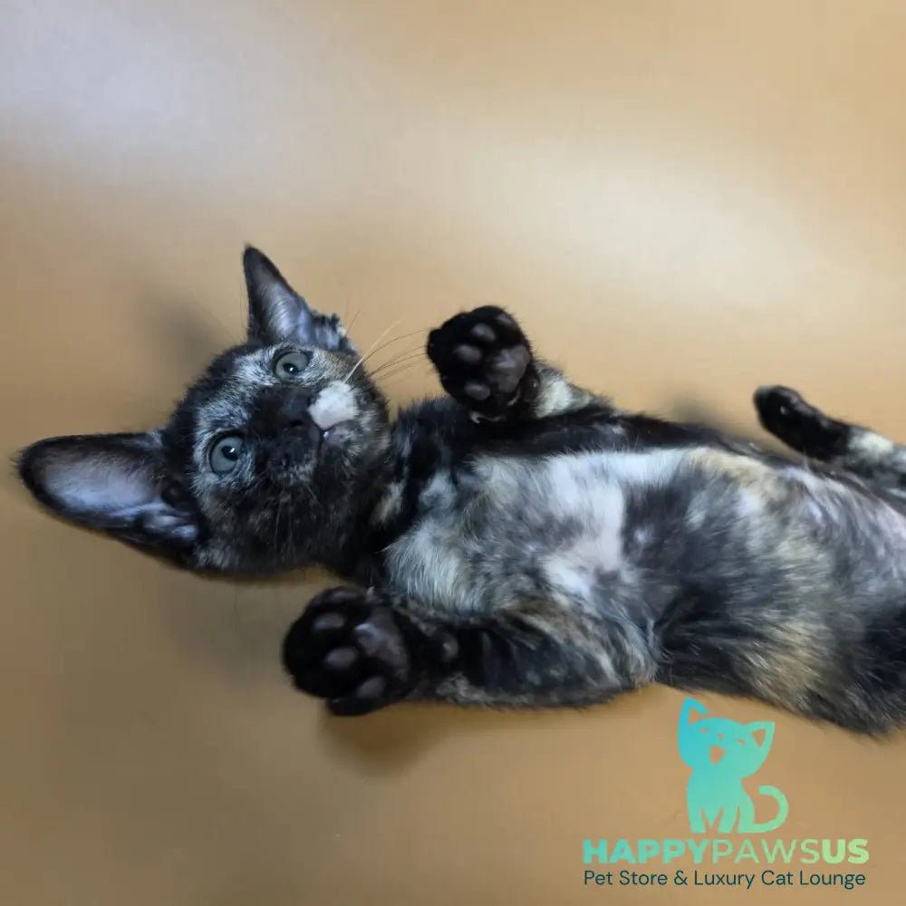 Esmeralda Oriental Shorthair female black tortie - live animals