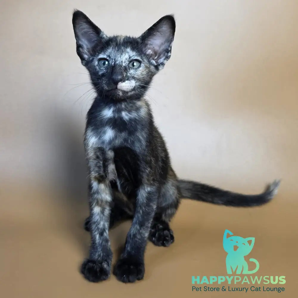 Esmeralda Oriental Shorthair female black tortie - live animals