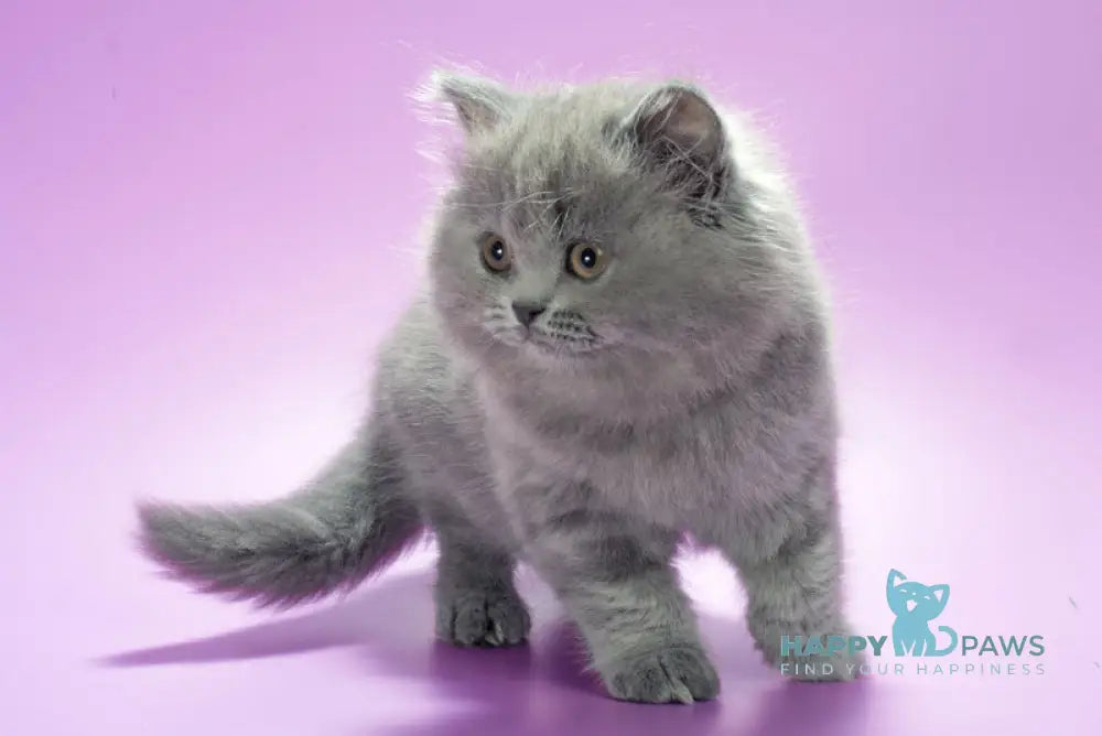 Esmi British Longhair female blue live animals
