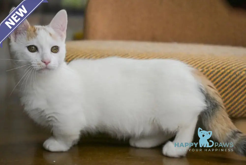 Esmina Munchkin female black tortie van live animals