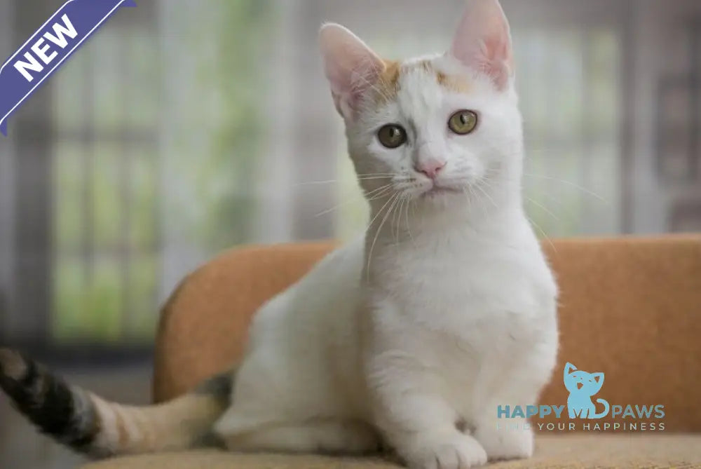 Esmina Munchkin female black tortie van live animals