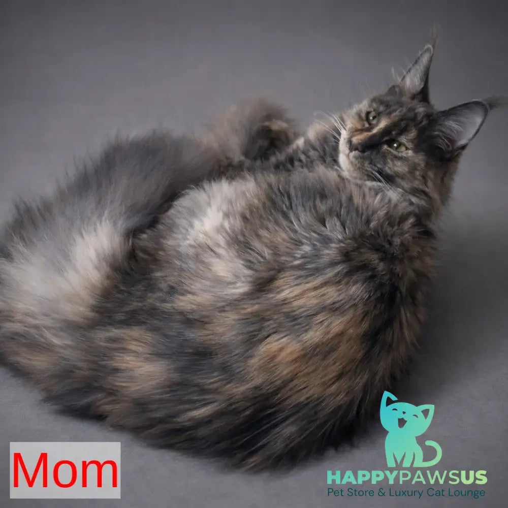Estel Maine Coon male red - live animals