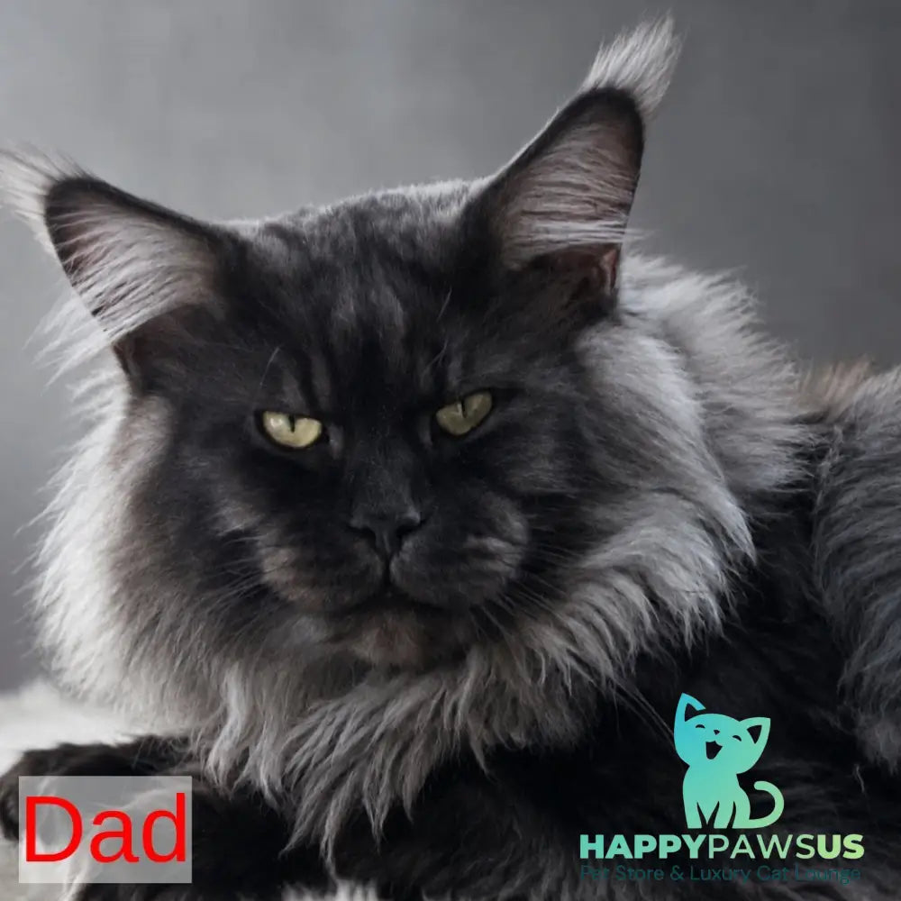 Estel Maine Coon male red - live animals