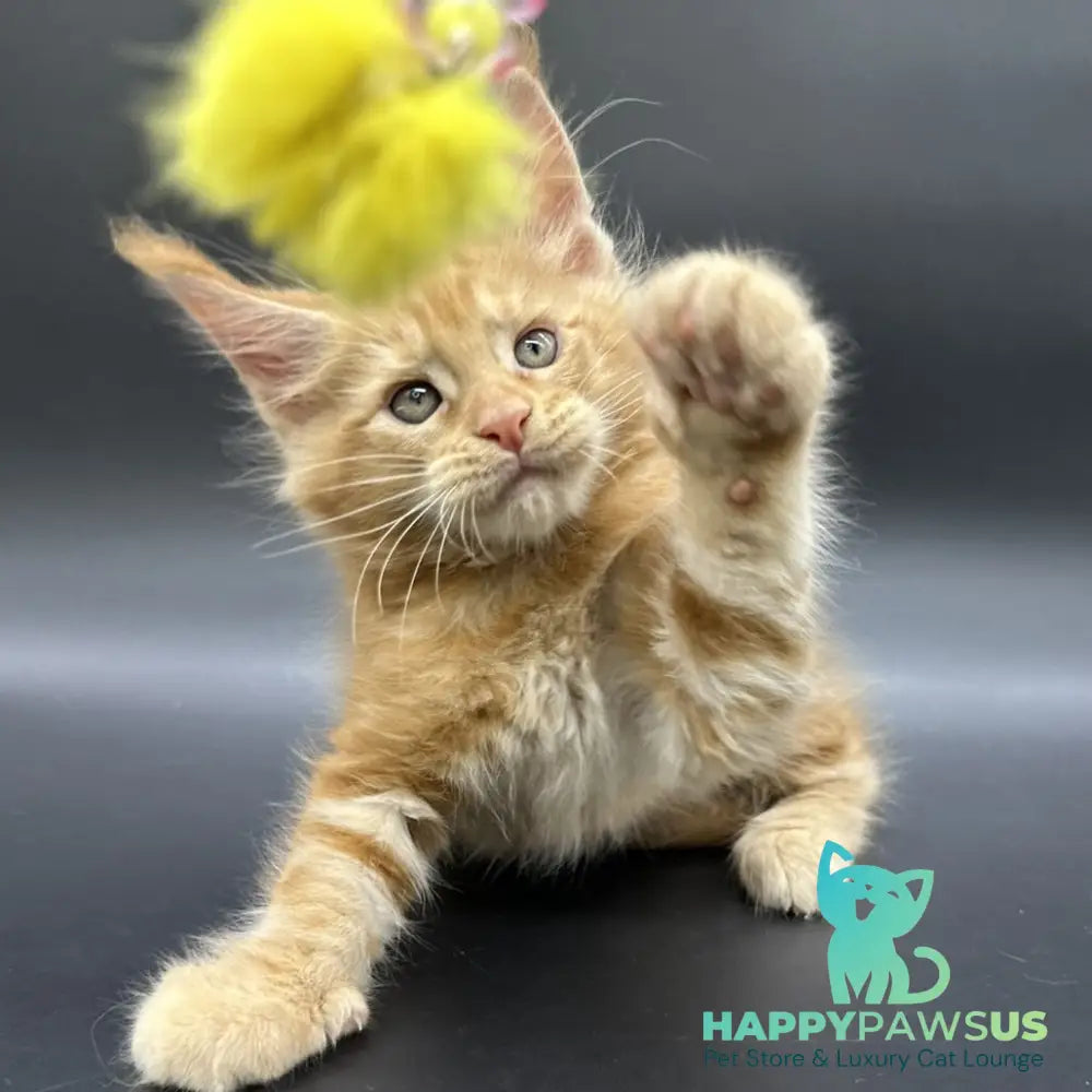 Estel Maine Coon male red - live animals