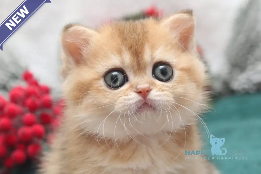 Estell Scottish Straight female black golden shaded live animals