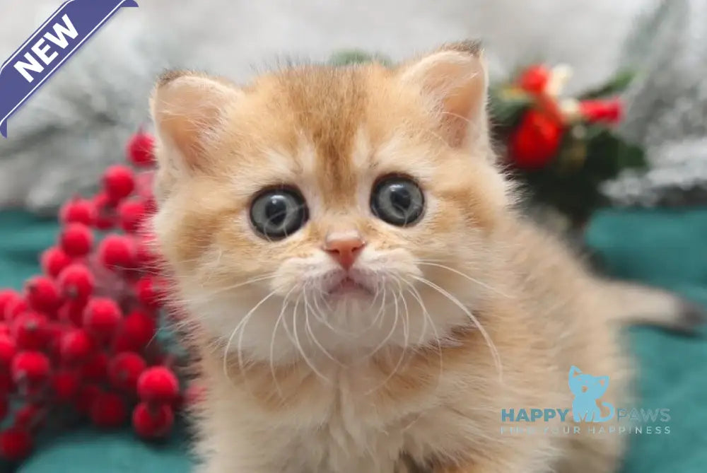 Estell Scottish Straight female black golden shaded live animals