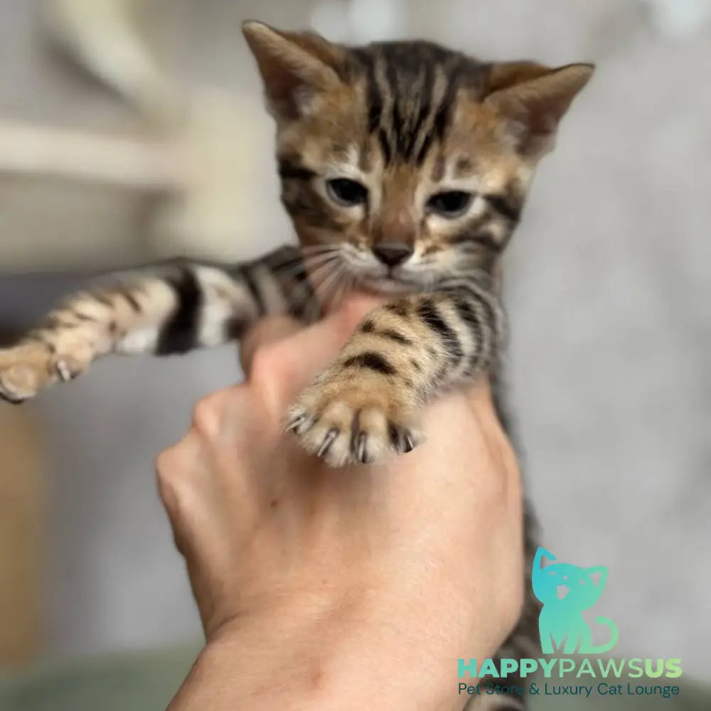 Estella Bengal female black spotted tabby - live animals