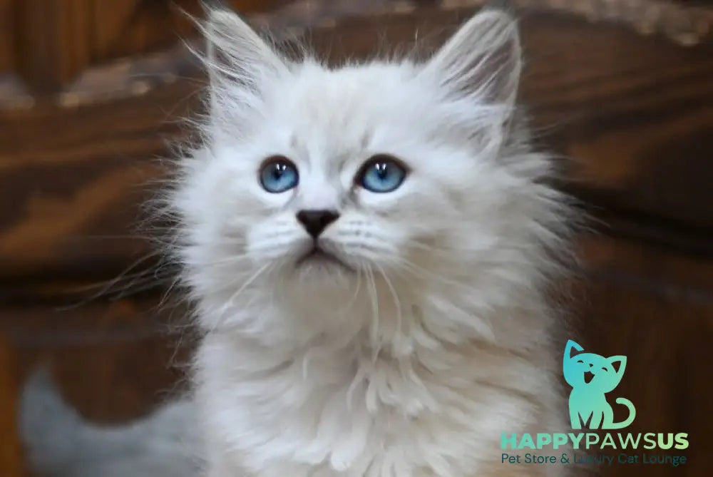 Ester Neva Masquerade female blue tabby pointed bicolour - live animals