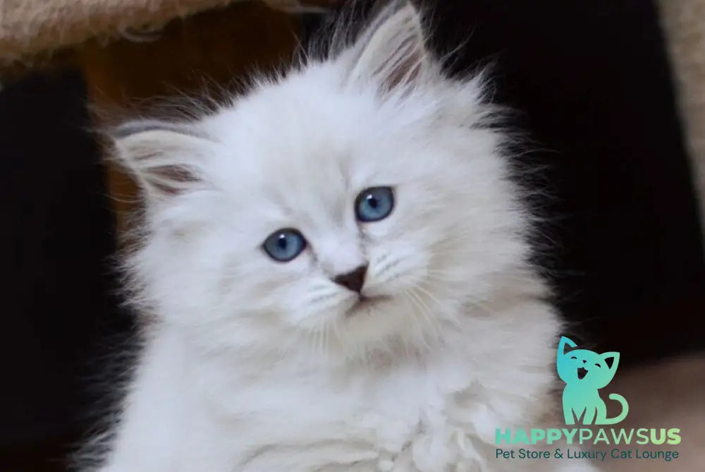 Ester Neva Masquerade female blue tabby pointed bicolour - live animals