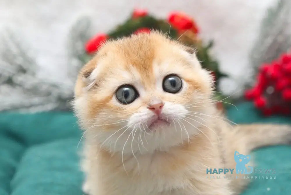 Ester Scottish Fold female black golden shaded live animals