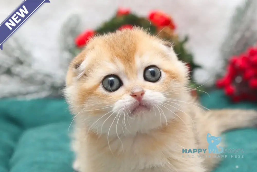 Ester Scottish Fold female black golden shaded live animals