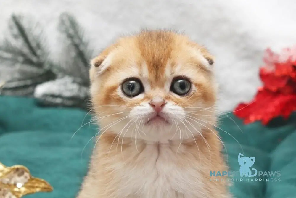 Ester Scottish Fold female black golden shaded live animals