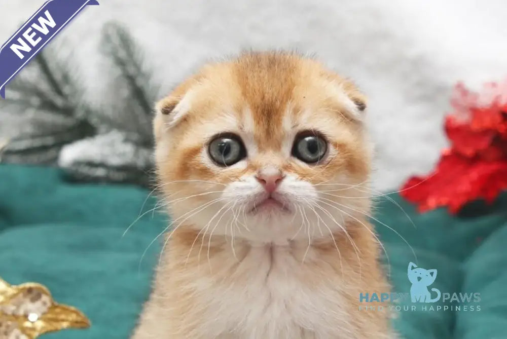 Ester Scottish Fold female black golden shaded live animals