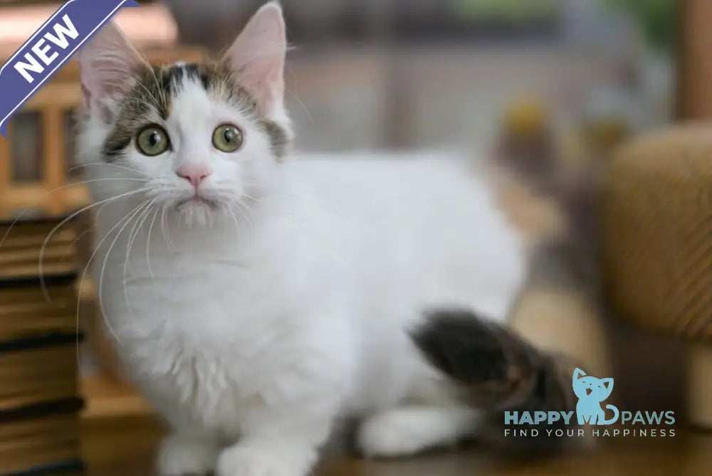 Estrelita Munchkin female black tortie van live animals