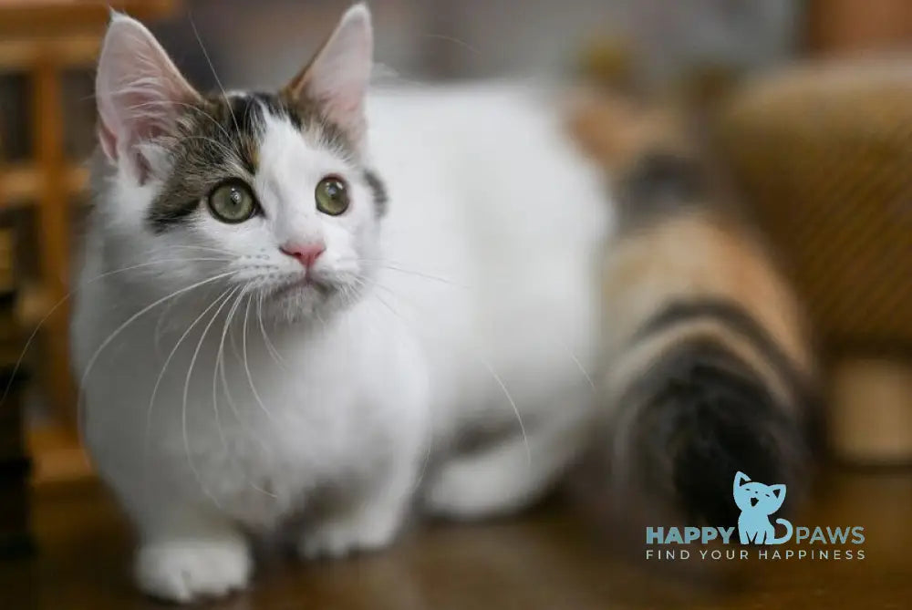 Estrelita Munchkin female black tortie van live animals