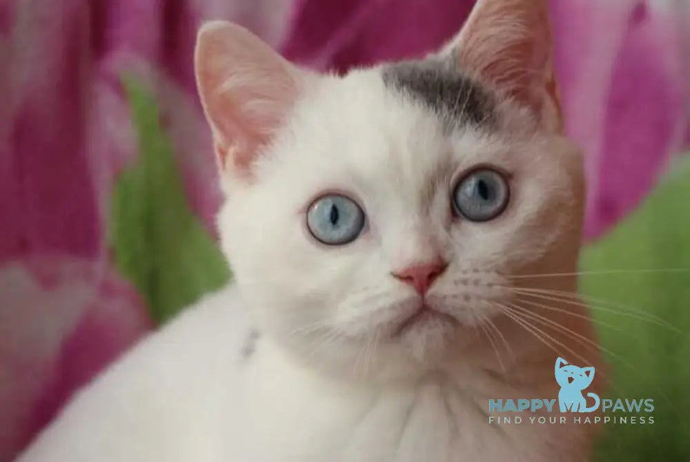 Etic British Shorthair male blue van live animals