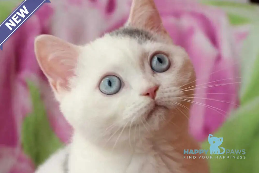 Etic British Shorthair male blue van live animals