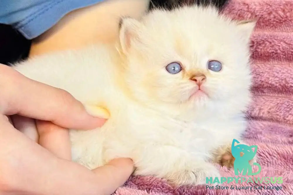 Eva British Longhair female blue golden shaded pointed - live animals