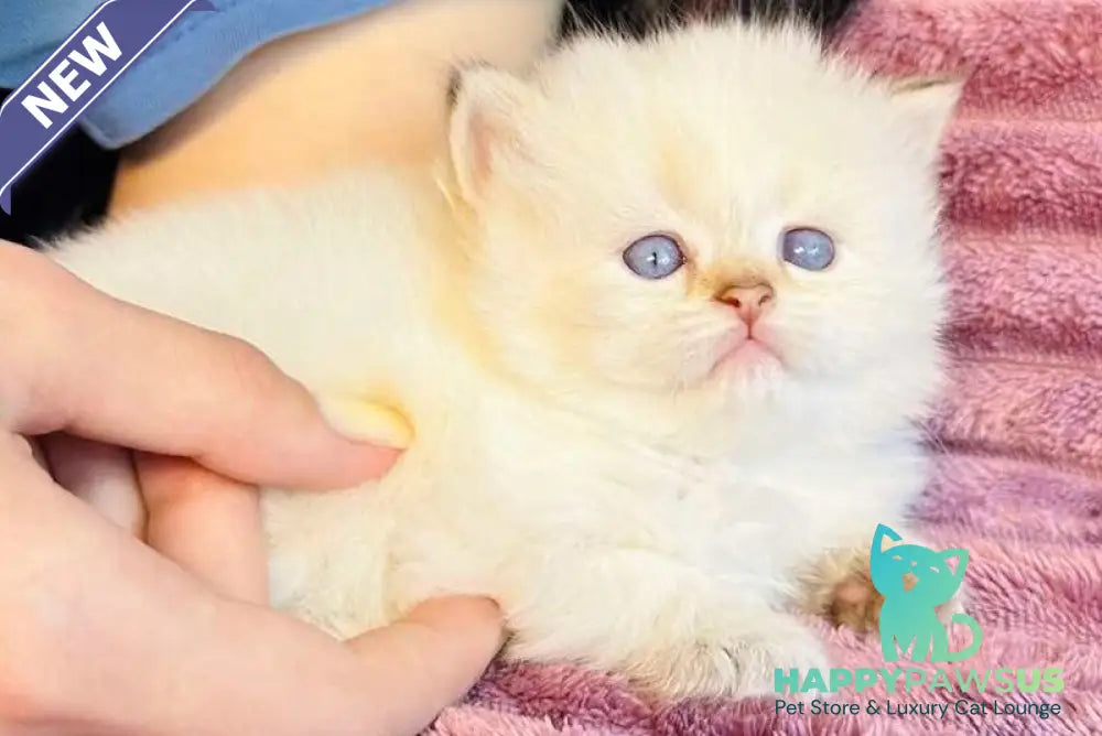 Eva British Longhair female blue golden shaded pointed - live animals