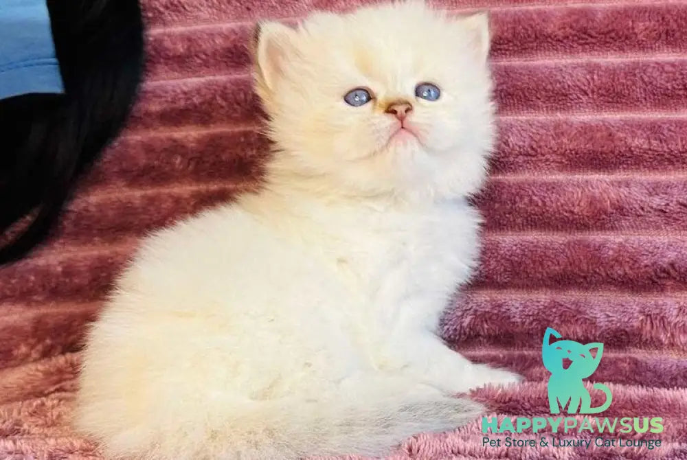 Eva British Longhair female blue golden shaded pointed - live animals