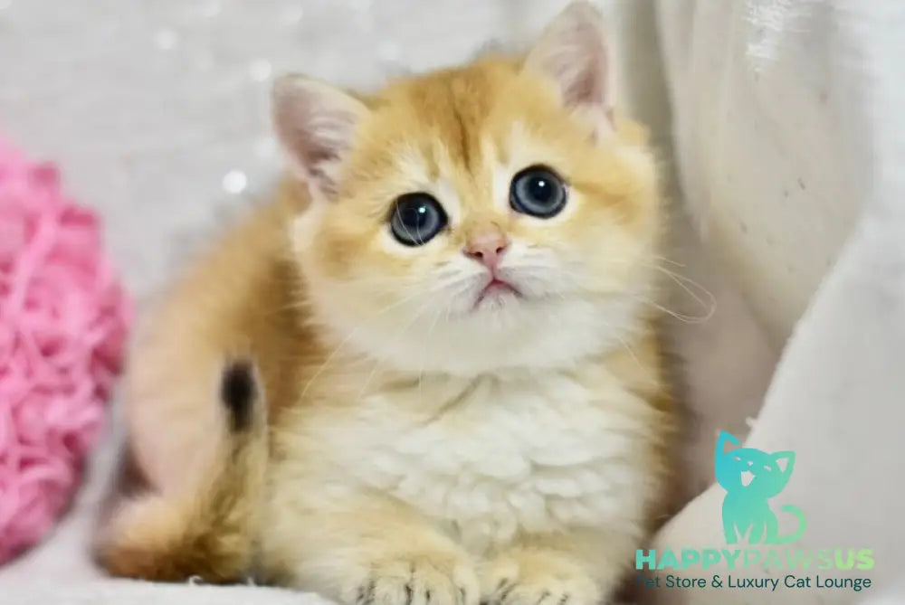 Eva British Shorthair female black golden shaded - live animals