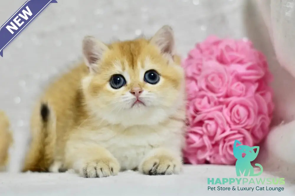 Eva British Shorthair female black golden shaded - live animals