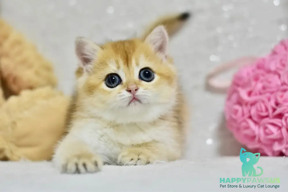 Eva British Shorthair female black golden shaded - live animals
