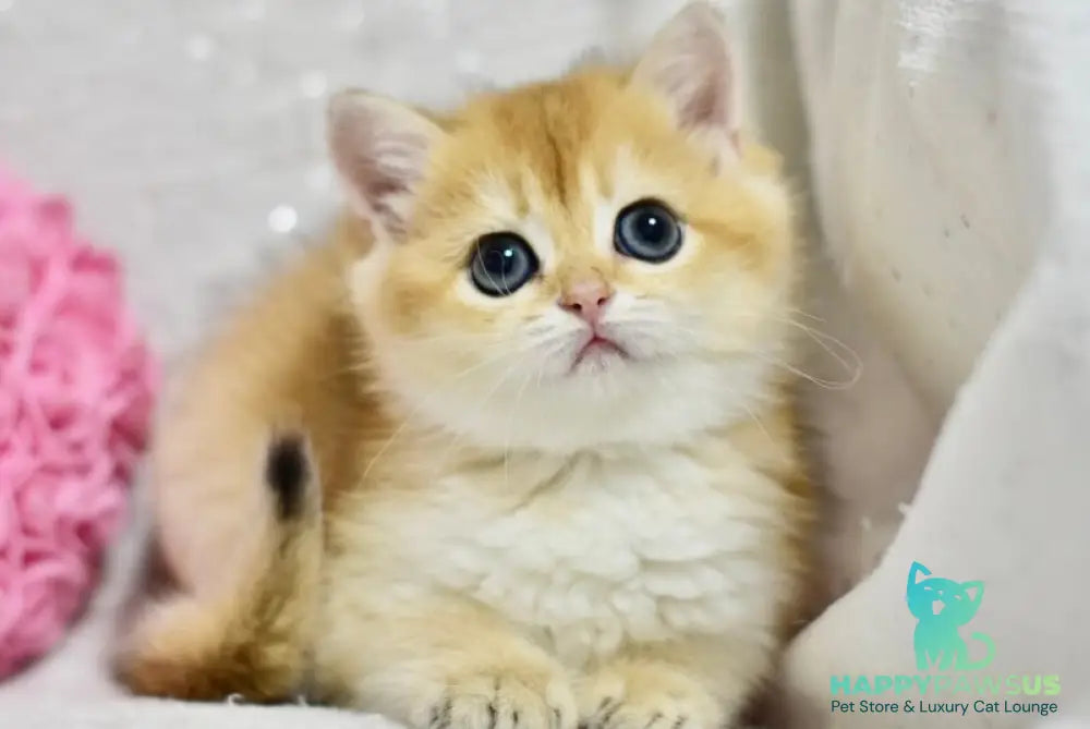 Eva British Shorthair female black golden shaded - live animals