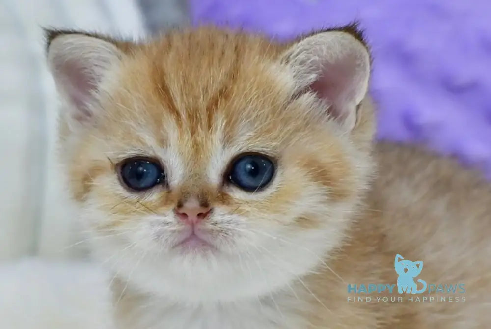 Eva British Shorthair female black golden spotted tabby live animals