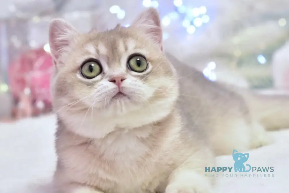 Eva British Shorthair female blue golden shaded live animals