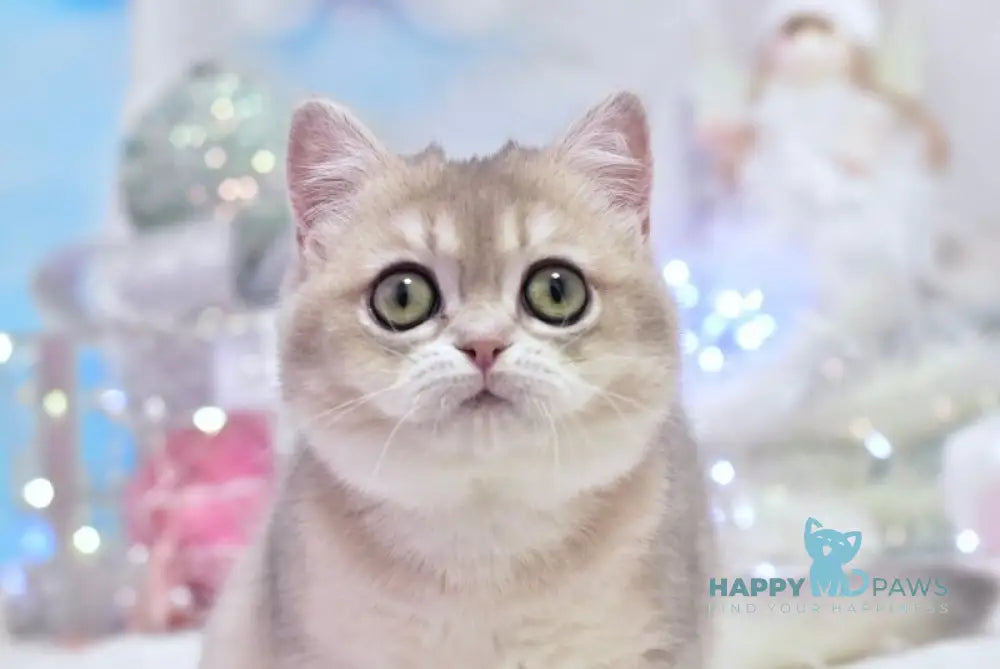 Eva British Shorthair female blue golden shaded live animals