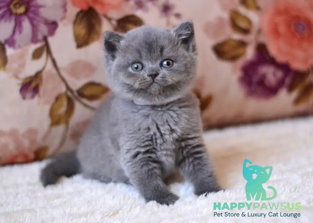 Eva British Shorthair female blue - live animals