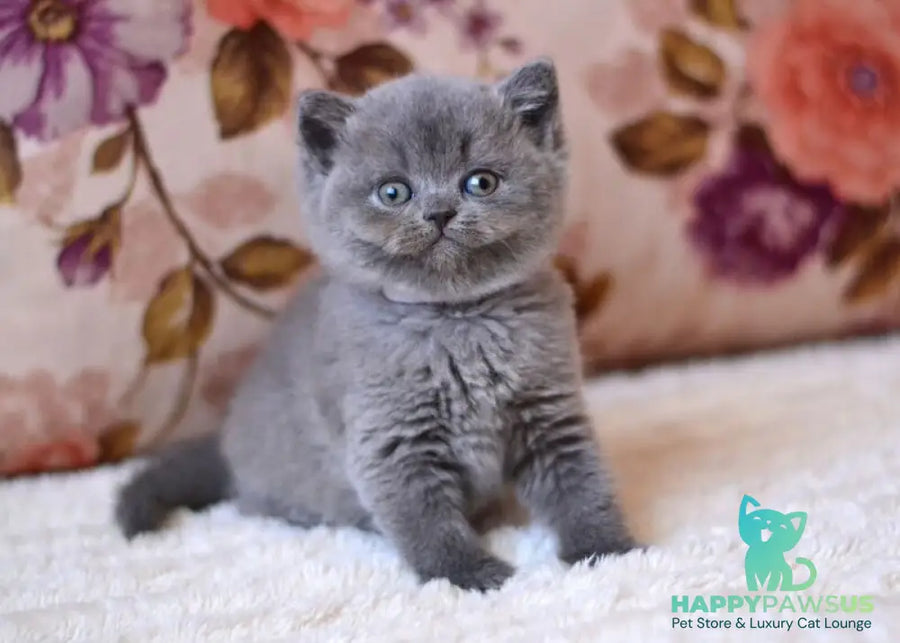 Eva British Shorthair female blue - live animals