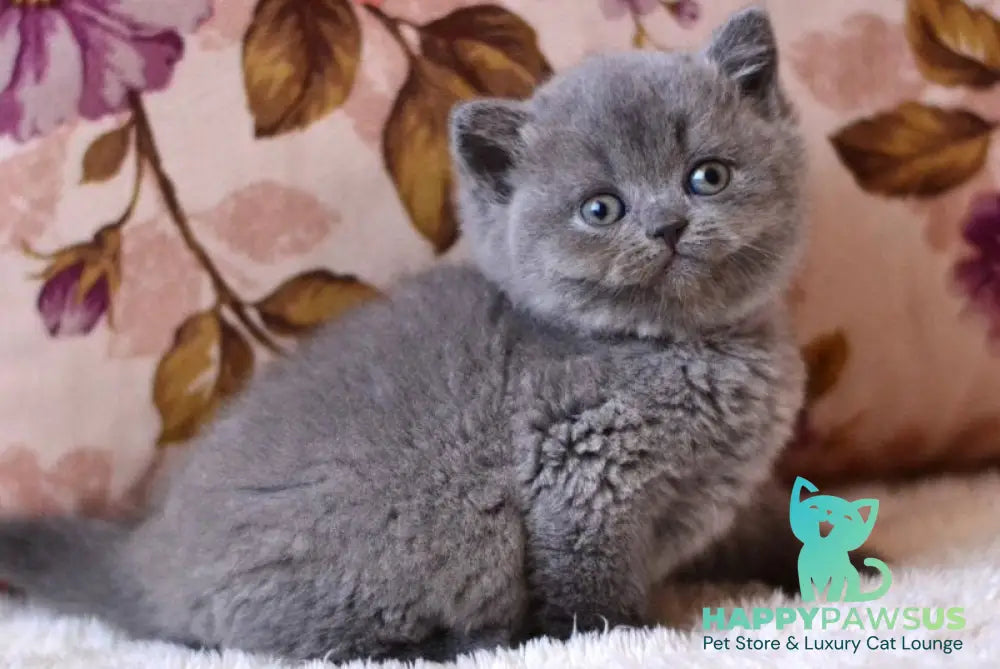 Eva British Shorthair female blue - live animals