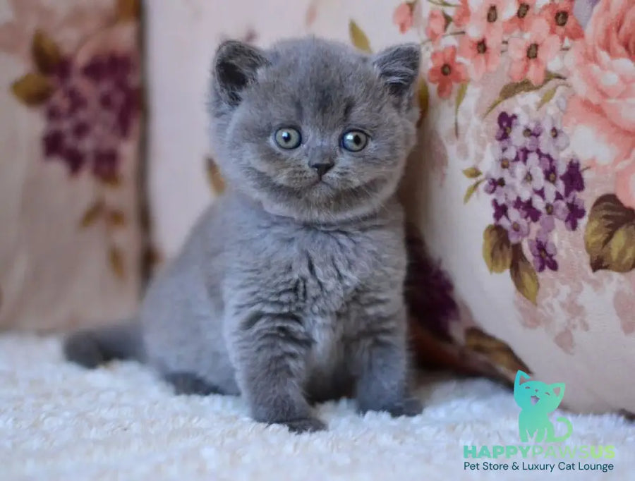 Eva British Shorthair female blue - live animals