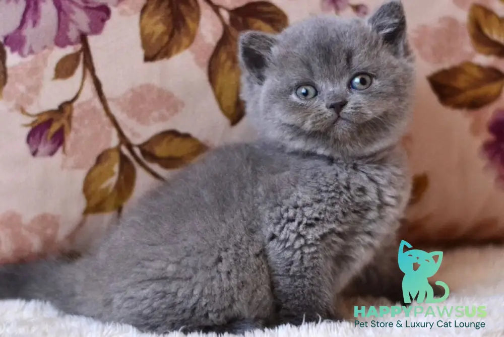 Eva British Shorthair female blue - live animals