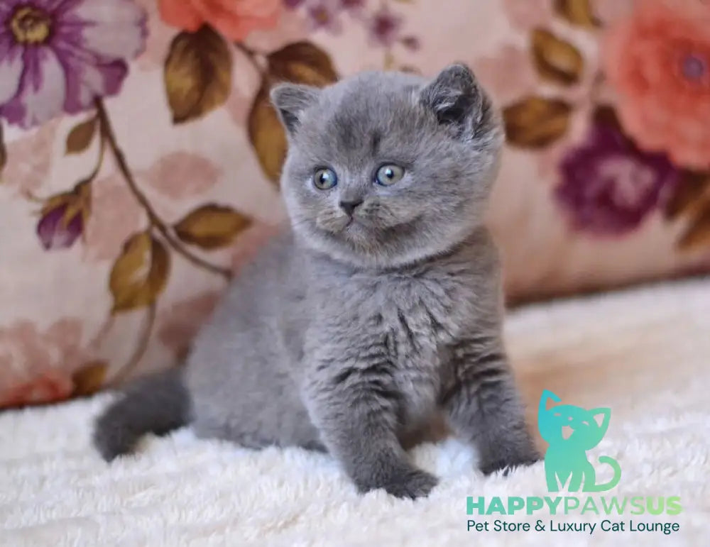 Eva British Shorthair female blue - live animals
