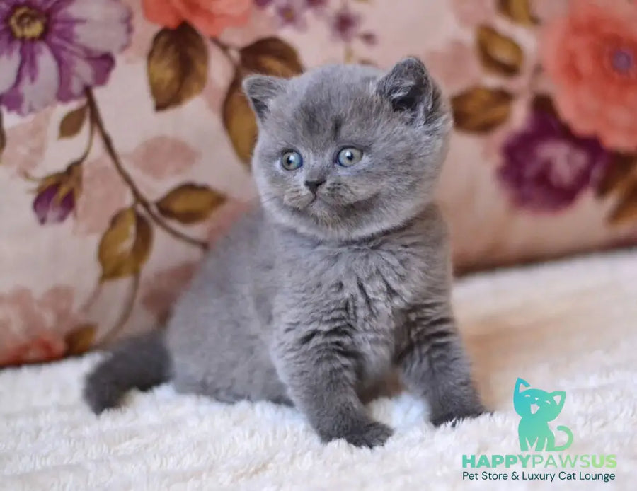 Eva British Shorthair female blue - live animals