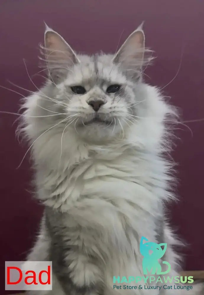 Eva Maine Coon female black silver shaded - live animals