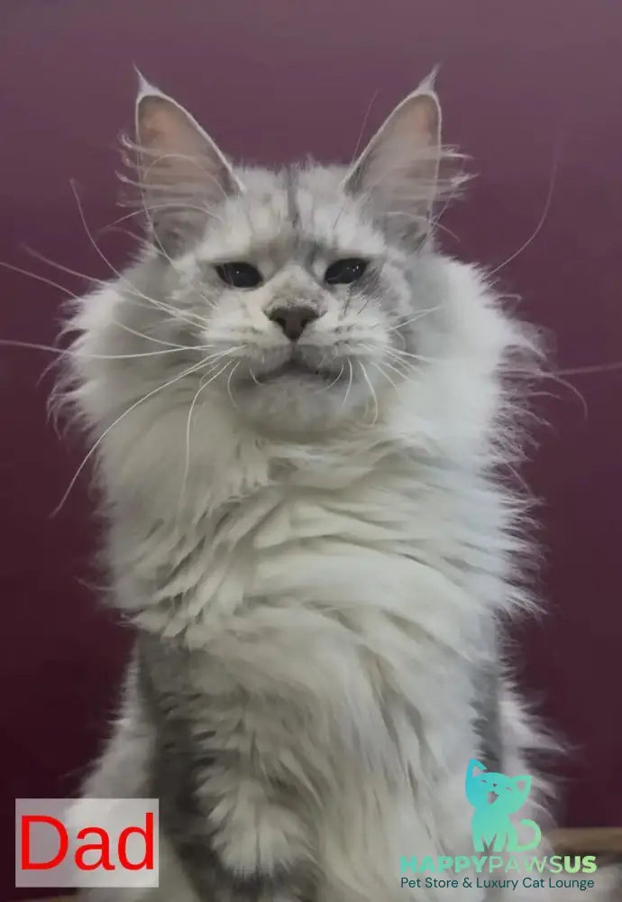 Eva Maine Coon female black silver shaded - live animals