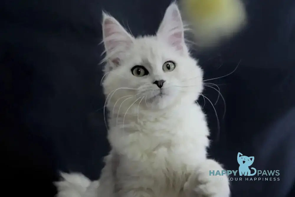 Eva Maine Coon female black silver shaded - live animals