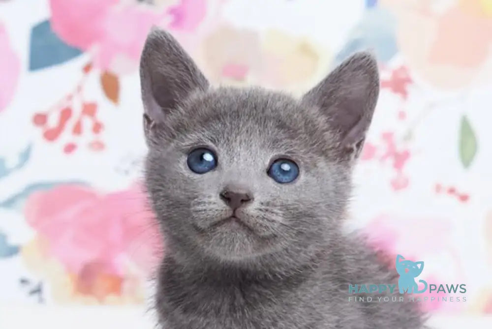 Eva Russian Blue female blue live animals