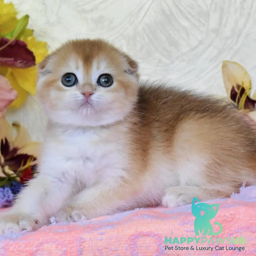Eva Scottish Fold female black golden chinchilla - live animals