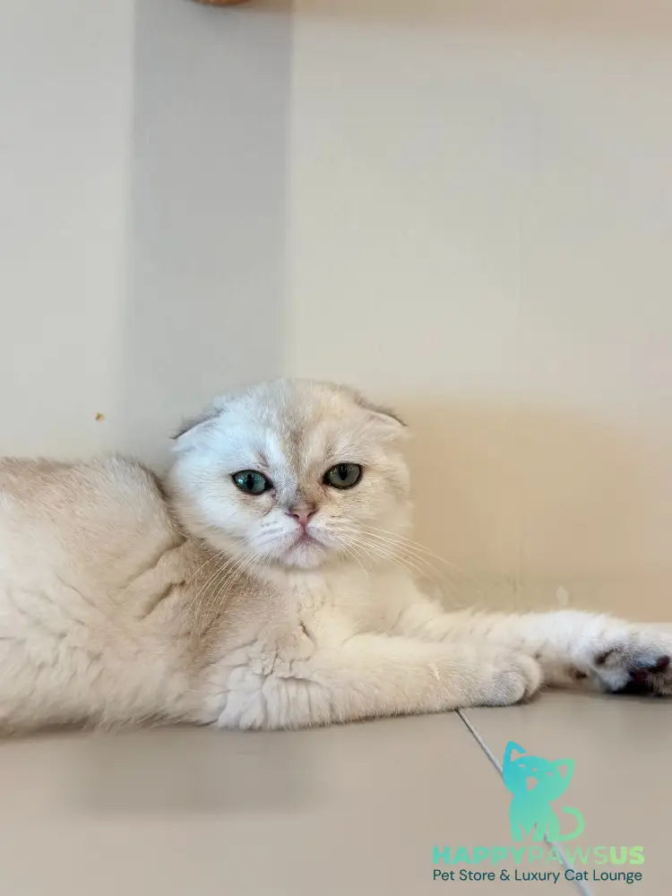 Eva Scottish Fold female black golden chinchilla - live animals