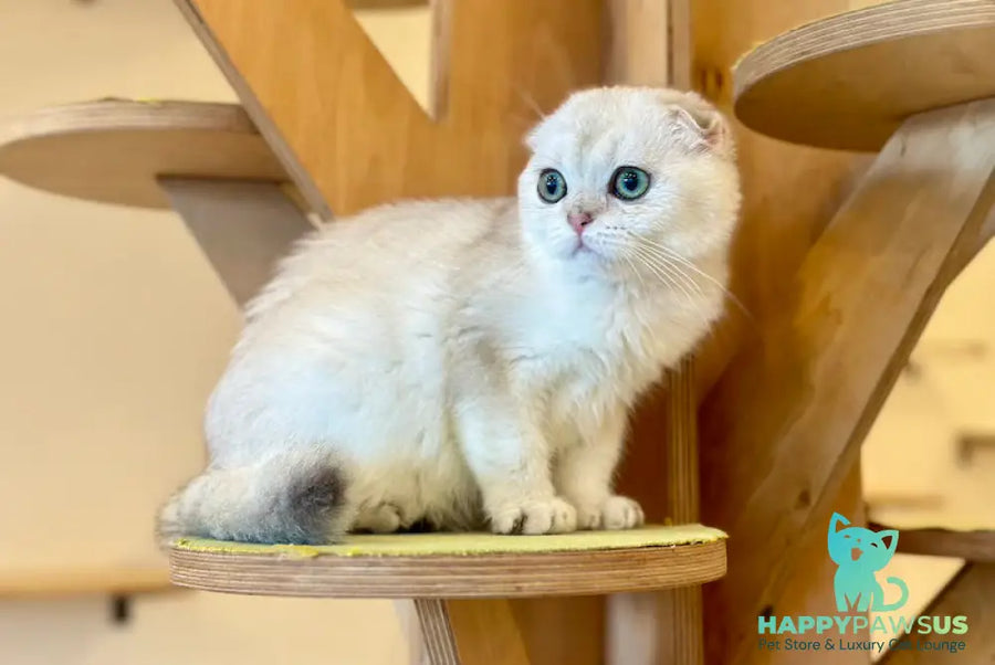 Eva Scottish Fold female black golden pointed - live animals