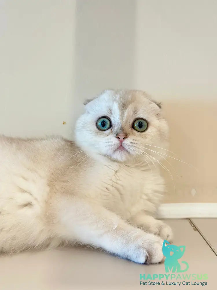 Eva Scottish Fold female black golden chinchilla - live animals