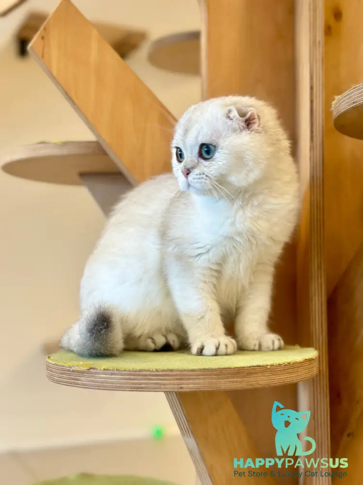 Eva Scottish Fold female black golden pointed - live animals