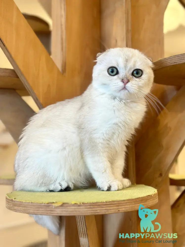 Eva Scottish Fold female black golden pointed - live animals